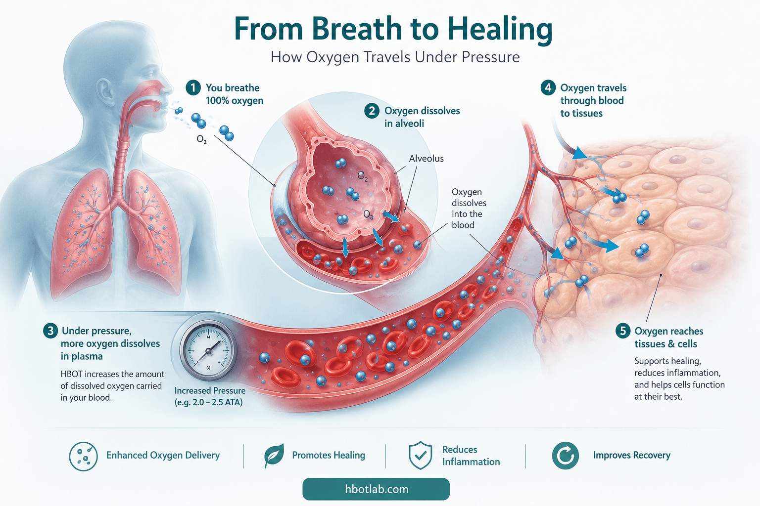 How hyperbaric oxygen therapy works: breathing 100% oxygen that dissolves into blood plasma under pressure and reaches tissues to support healing